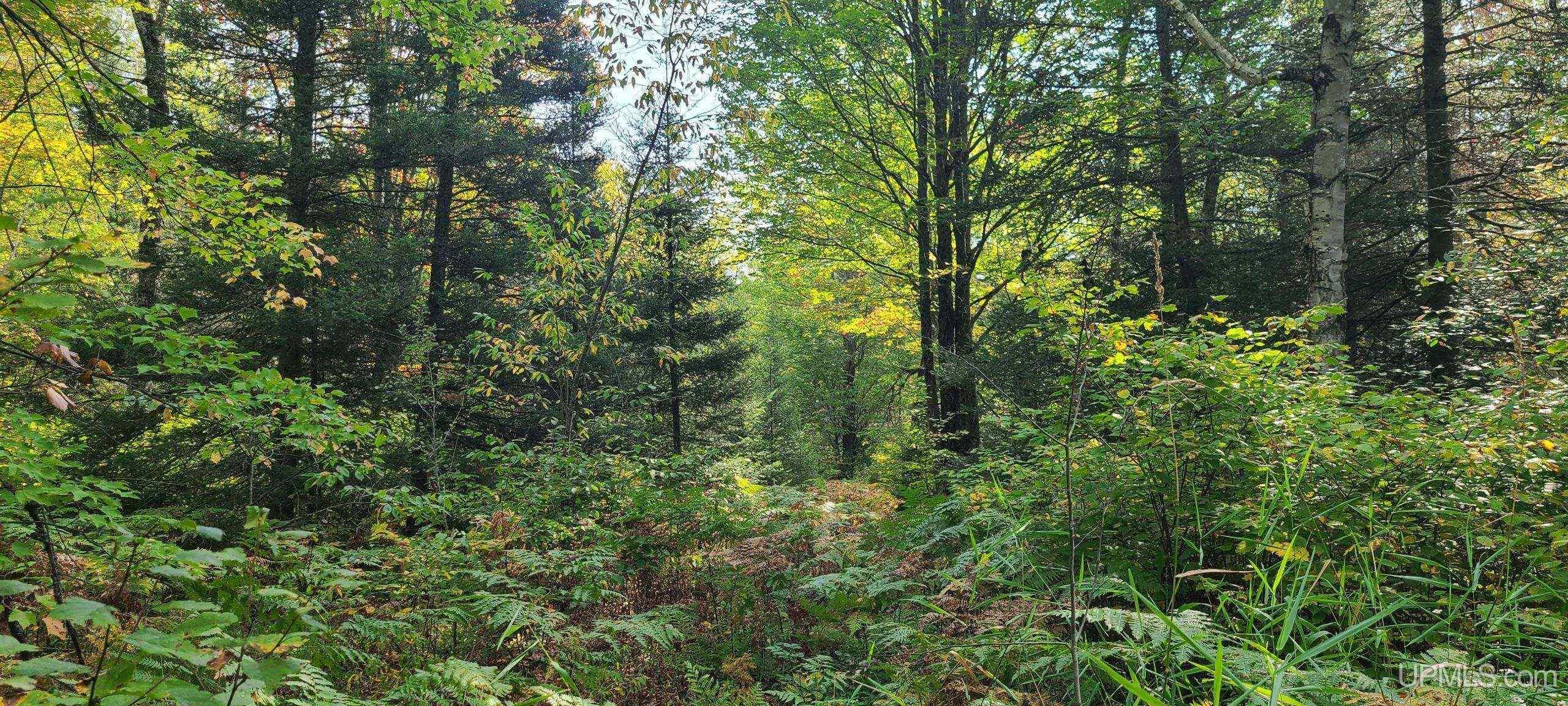 Homes for sale in Amasa, MI | Tbd Parks Farm Rd, Amasa, MI 49903 | MLS# 50141923