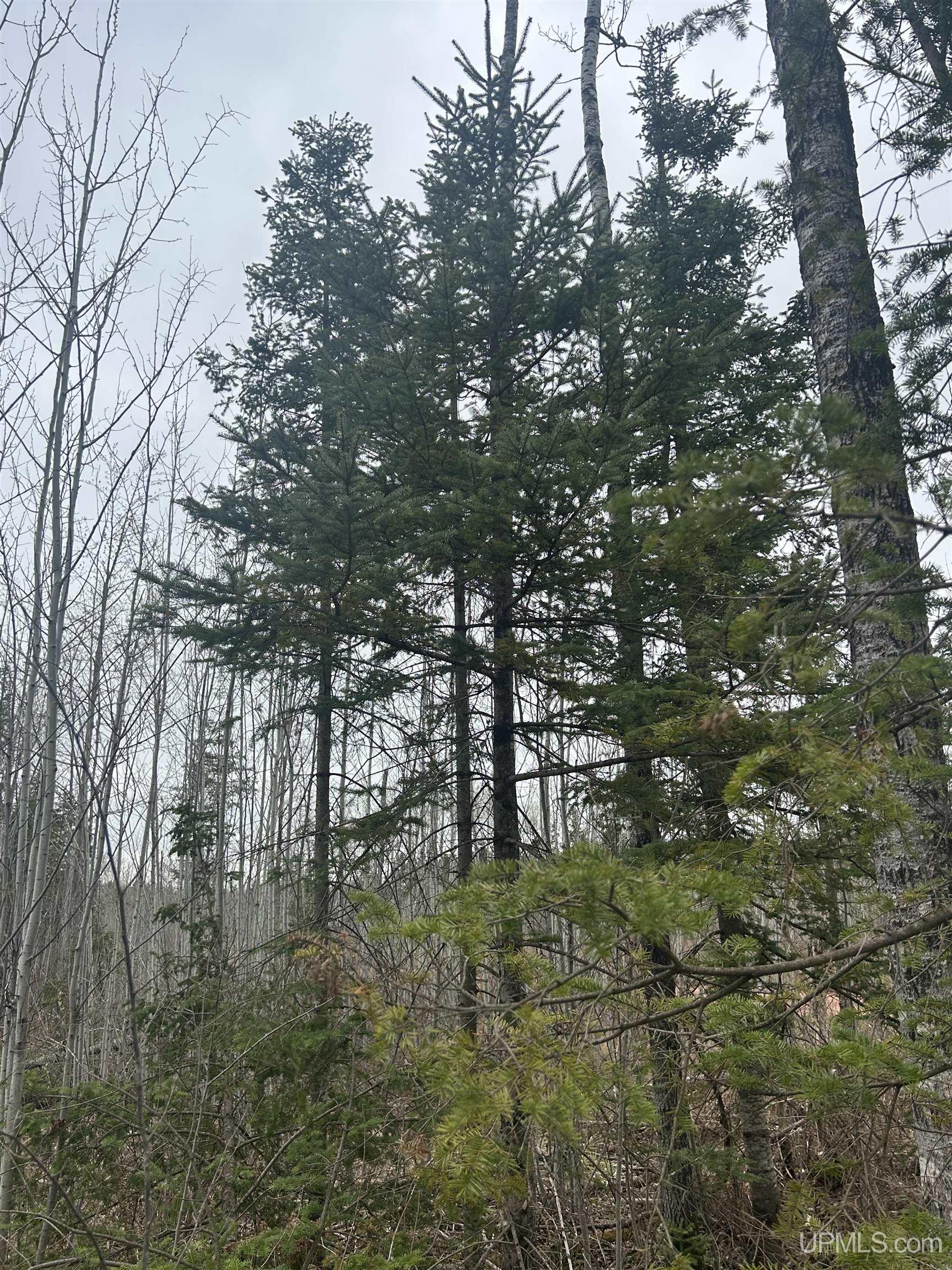 Homes for sale in Gwinn, MI | Tbd Iron Pin Trl, Gwinn, MI 49841 | MLS# 50171037