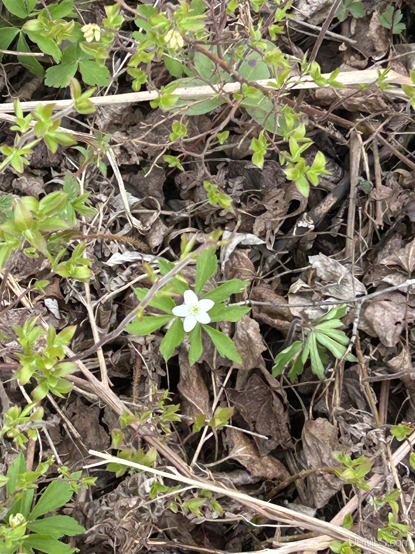 Homes for sale in Gwinn, MI | Tbd Iron Pin Trl, Gwinn, MI 49841 | MLS# 50171037