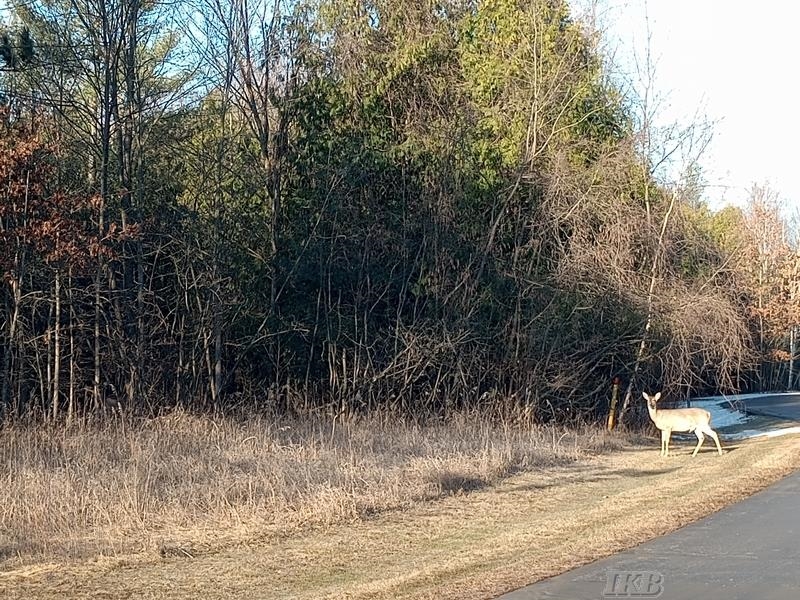 Homes for sale in Gladwin, MI | Lot 5 Castleview Ct, Gladwin, MI 48624 | MLS# 50174409
