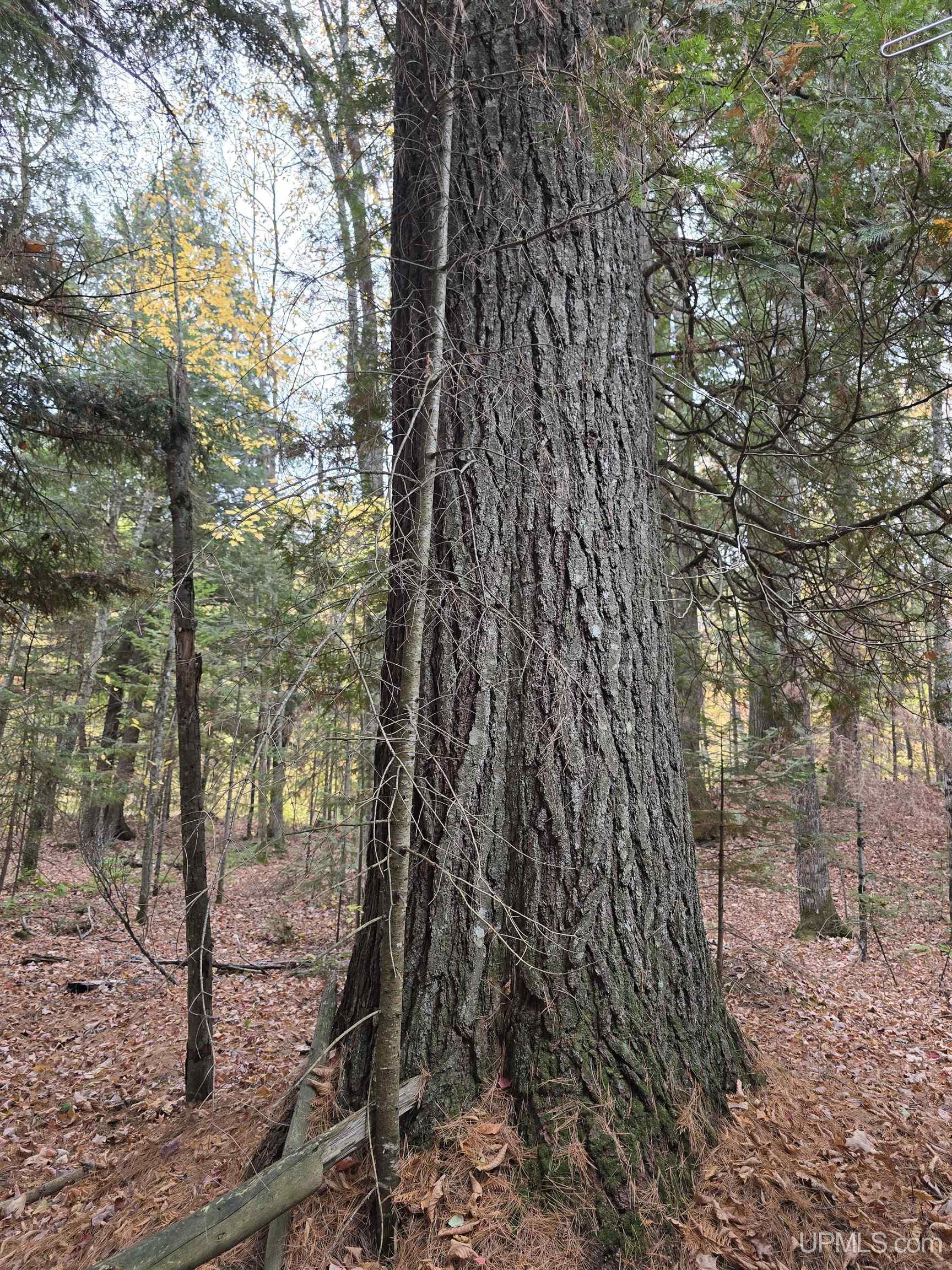 Homes for sale in Nisula, MI | 9693n Blue Rd, Nisula, MI 49952 | MLS# 50181052