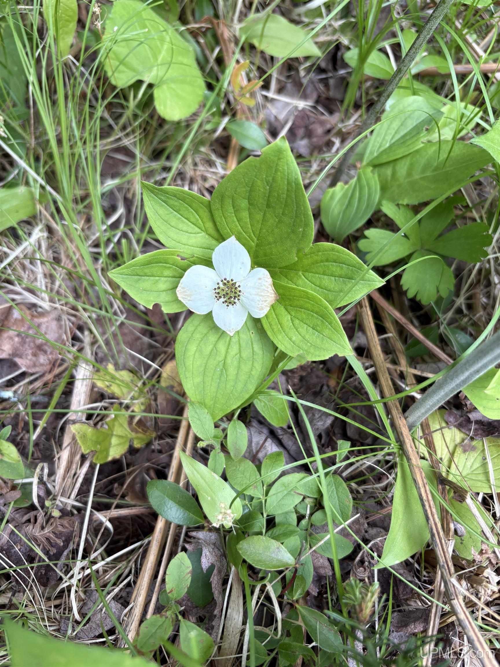 Homes for sale in Republic, MI | 280A Camp One Rd, Republic, MI 49879 | MLS# 50181073