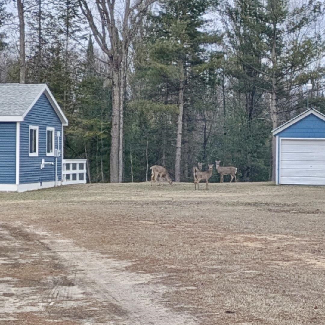 Homes for sale in Harrison, MI | 234 W Elder Dr, Harrison, MI 48625 | MLS# 50183139