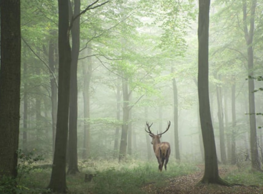 Homes for sale in Roscommon, MI | 0 Walker Dr, Roscommon, MI 48653 | MLS# 50184928