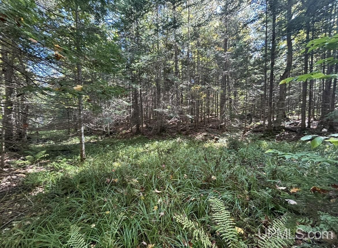 Homes for sale in Shingleton, MI | 40 Acres Mosquito Stub Rd, Shingleton, MI 49884 | MLS# 50191832