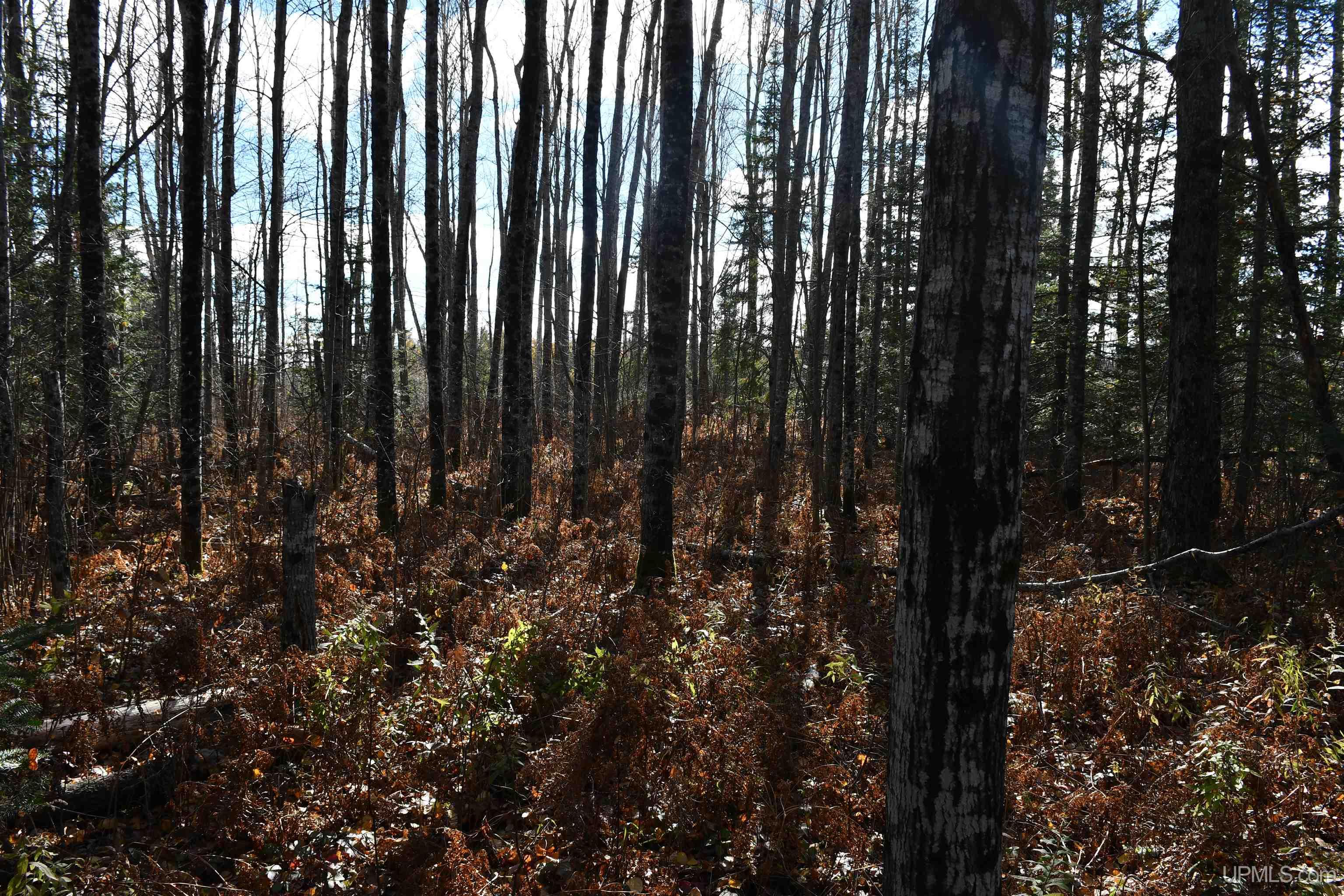 Homes for sale in Rock, MI | Tbd 40 Acres  Mud Creek  M35 Hwy, Rock, MI 49880 | MLS# 50192465