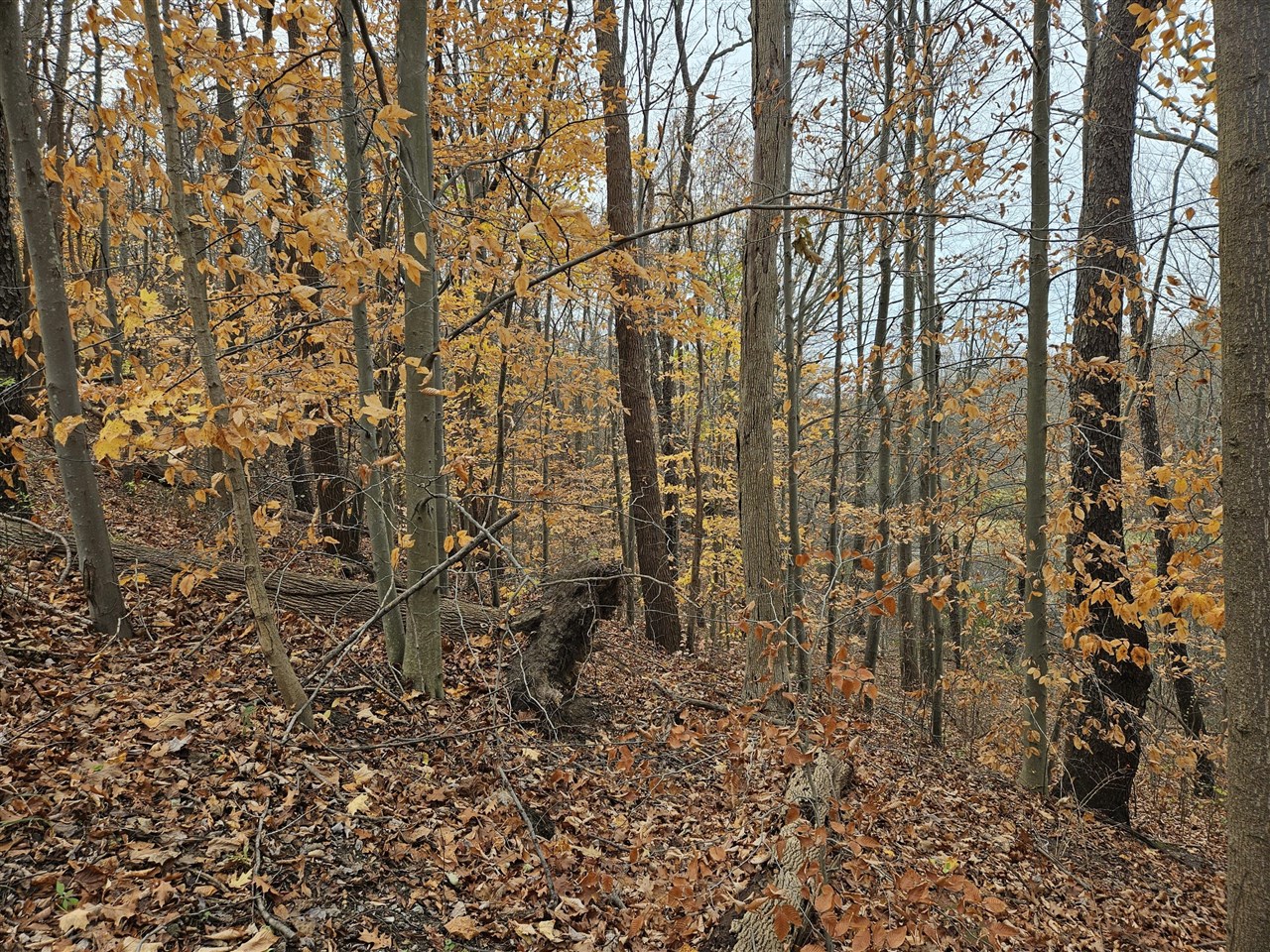 Homes for sale in Coloma, MI | St, Coloma, MI 49038 | MLS# 70441611