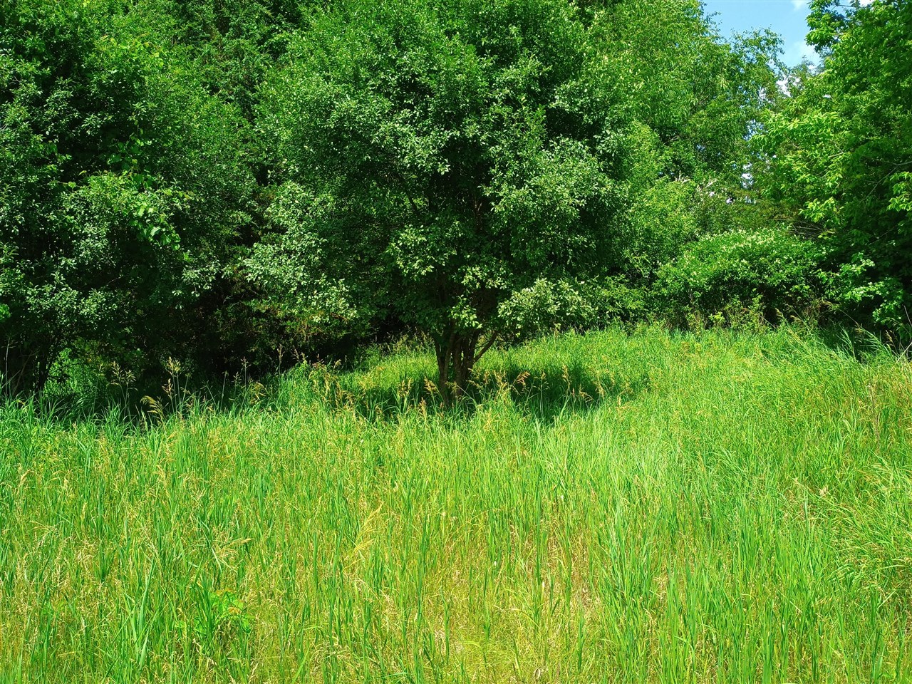 Homes for sale in Michigan Center, MI | 0 Huggins Road, Michigan Center, MI 49254 | MLS# 70447458