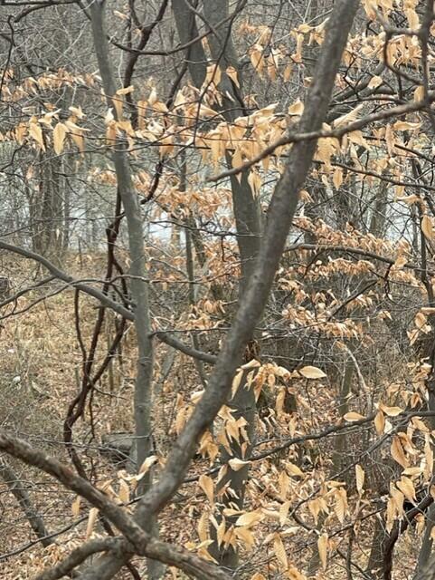 Homes for sale in Coloma, MI | 0 Wilson St, Coloma, MI 49038 | MLS# 70456344