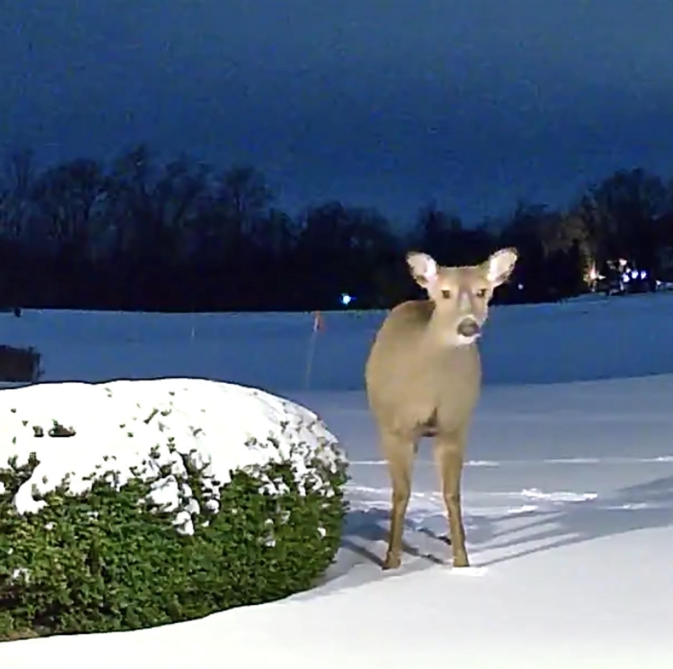 Homes for sale in Buchanan, MI | 2122 Grange Rd, Buchanan, MI 49107 | MLS# 70456461