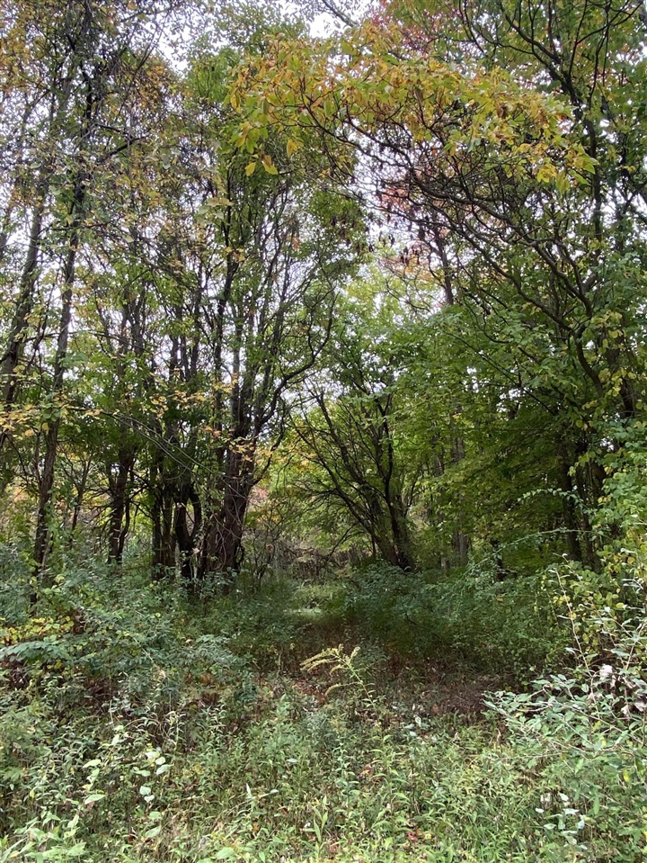 Homes for sale in Grand Junction, MI | 10005 50Th St, Grand Junction, MI 49056 | MLS# 70460393