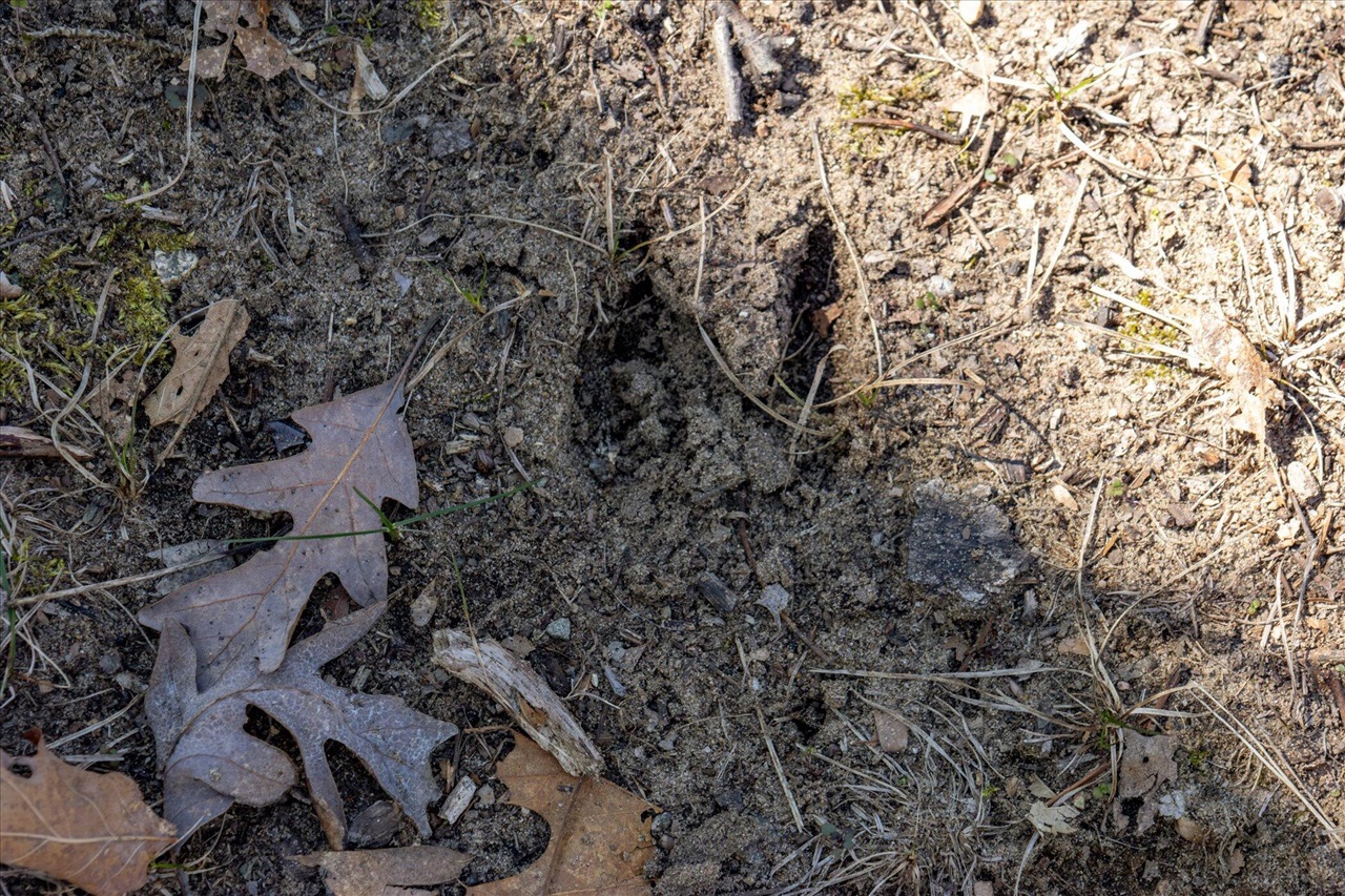 Homes for sale in Cedar Springs, MI | 14714 Myers Lake Parcel D, Cedar Springs, MI 49319 | MLS# 70461448