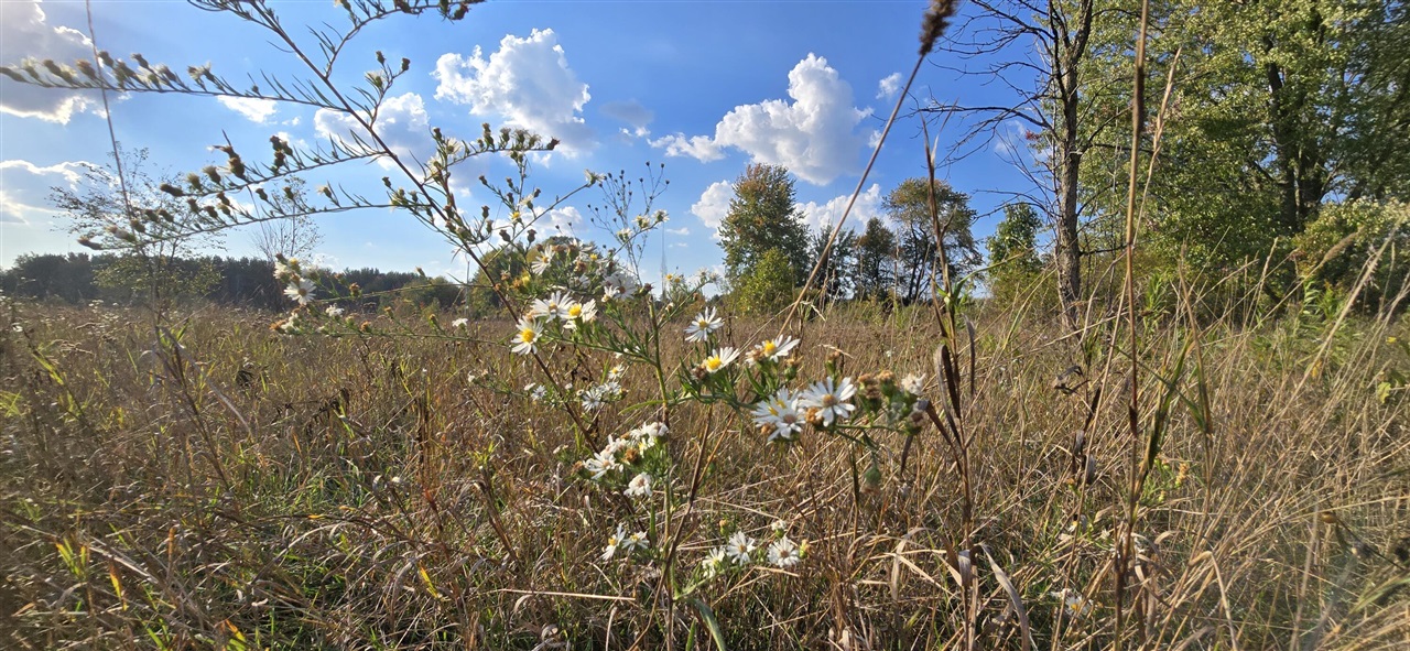 Homes for sale in Mount Pleasant, MI | 8692 E Baseline Rd, Mount Pleasant, MI 48858 | MLS# 70463848