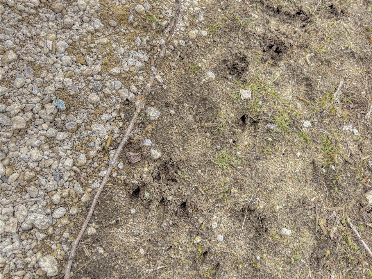 Homes for sale in Mount Pleasant, MI | 8692 E Baseline Rd, Mount Pleasant, MI 48858 | MLS# 70463848