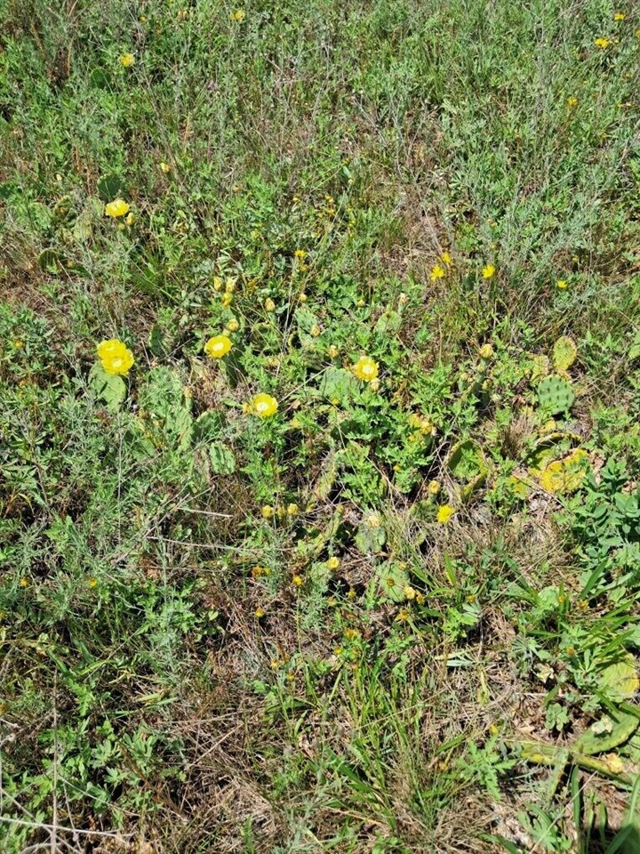 Homes for sale in Newaygo, MI | 1286Ac Barberry Ave, Newaygo, MI 49337 | MLS# 70466438