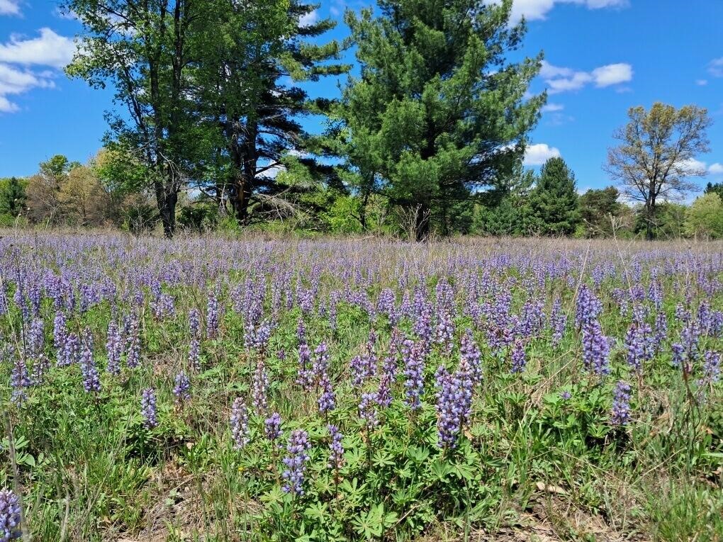 Homes for sale in Newaygo, MI | 1001ac Barberry Ave, Newaygo, MI 49337 | MLS# 70466444