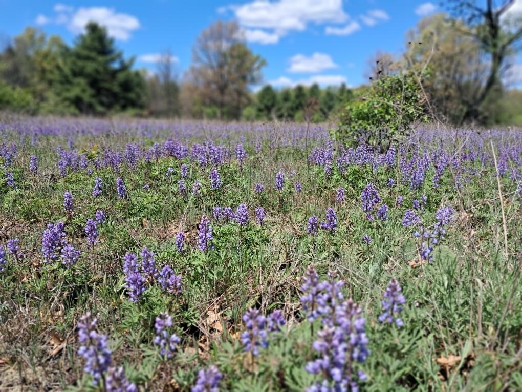 Homes for sale in Newaygo, MI | 1001ac Barberry Ave, Newaygo, MI 49337 | MLS# 70466444