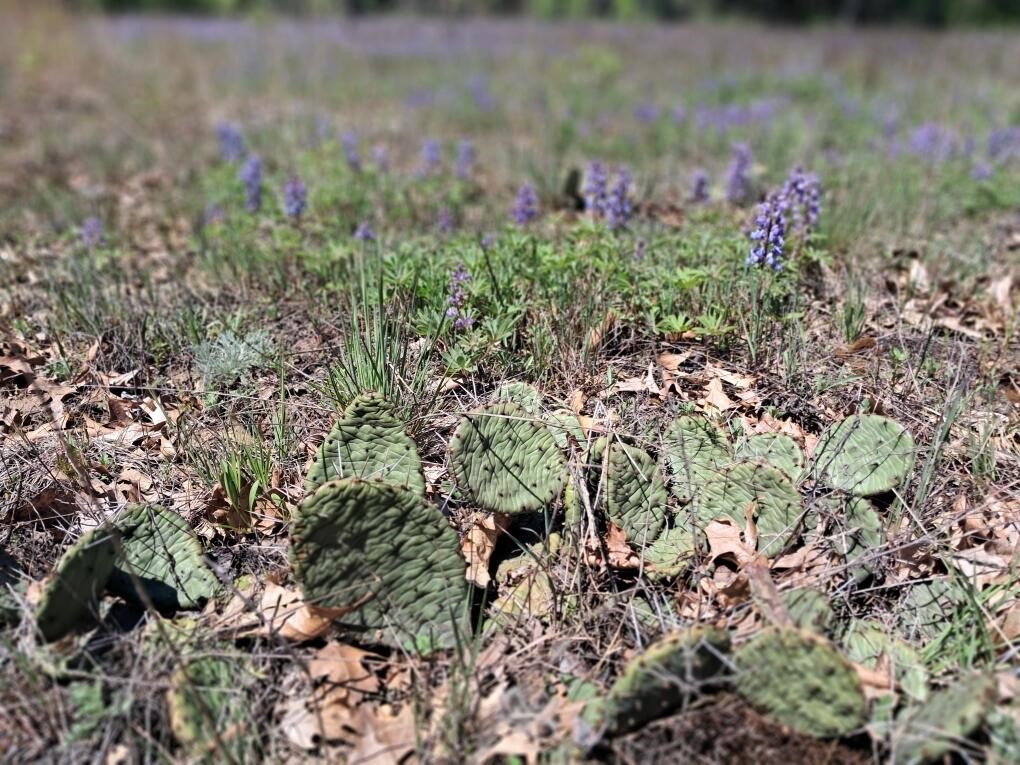 Homes for sale in Newaygo, MI | 1001ac Barberry Ave, Newaygo, MI 49337 | MLS# 70466444