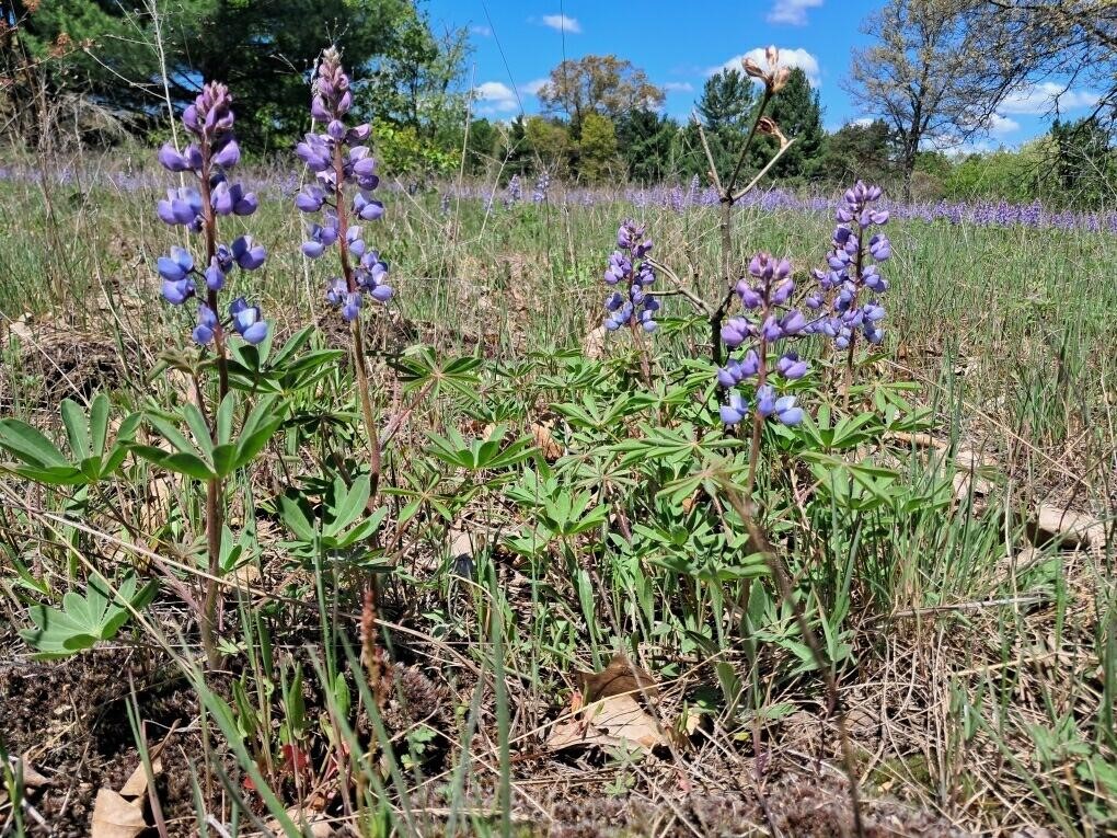 Homes for sale in Newaygo, MI | 1001Ac Barberry Ave, Newaygo, MI 49337 | MLS# 70466444