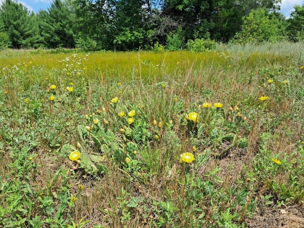 Homes for sale in Newaygo, MI | 1001Ac Barberry Ave, Newaygo, MI 49337 | MLS# 70466444