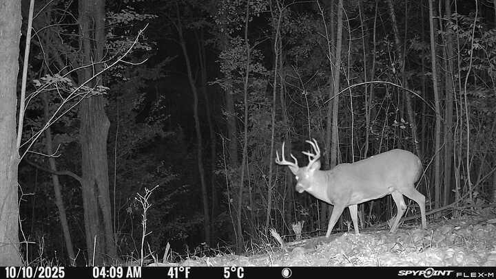 Homes for sale in Le Roy, MI | 40 Acres +/  150th Ave, Le Roy, MI 49655 | MLS# 70468342