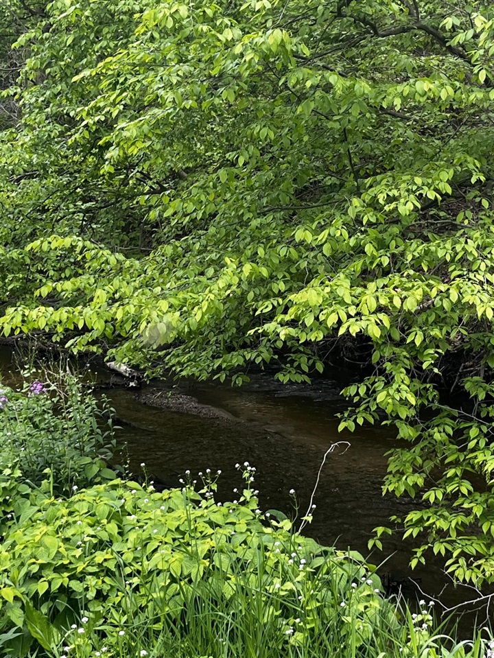 Homes for sale in Saranac, MI | 5650 Morrison Lake Rd, Saranac, MI 48881 | MLS# 70473375