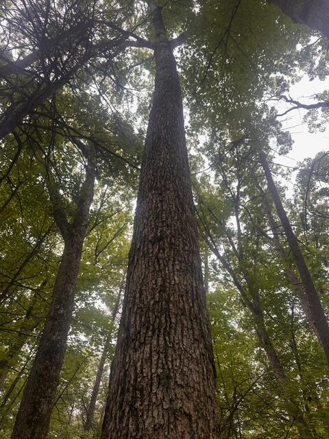 Homes for sale in Holton, MI | 0 E Meinert Rd, Holton, MI 49425 | MLS# 70479766