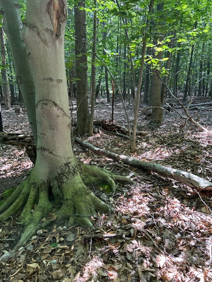 Homes for sale in Arcadia, MI | M22, Arcadia, MI 49613 | MLS# 70487068