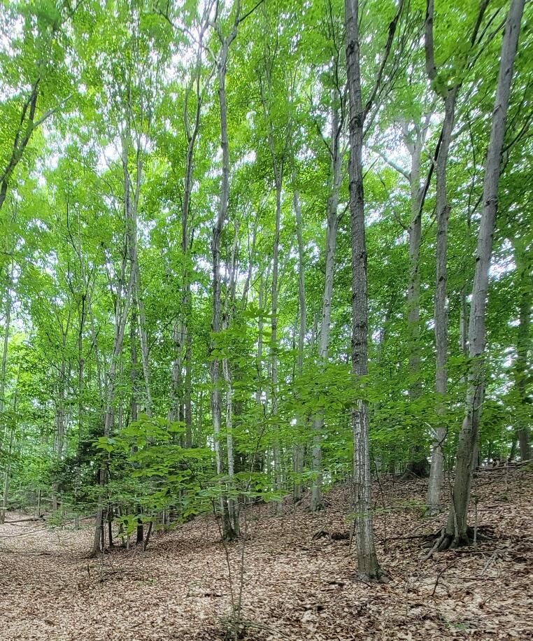 Homes for sale in Arcadia, MI | M22, Arcadia, MI 49613 | MLS# 70487068