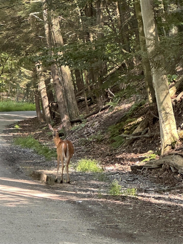 Homes for sale in Montague, MI | 0 Fruitvale Rd, Montague, MI 49437 | MLS# 70487456