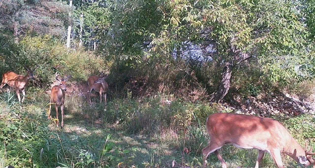 Homes for sale in Reed City, MI | 16406 9 Mile Rd, Reed City, MI 49677 | MLS# 70489035