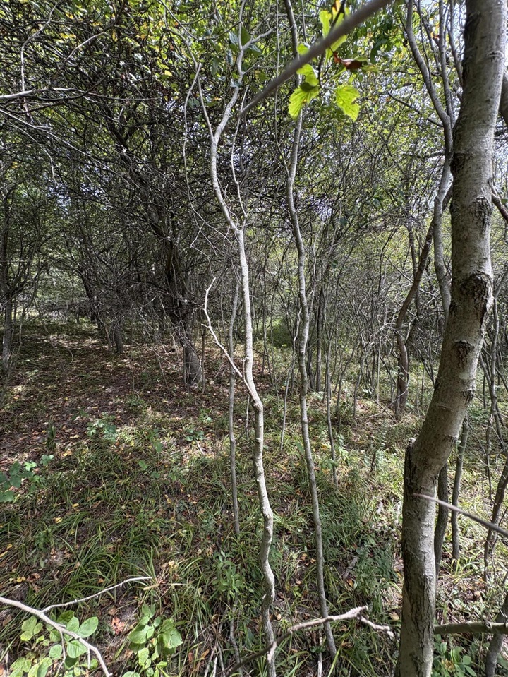 Homes for sale in Evart, MI | Lot 519 & 520 Lake Miramachi, Evart, MI 49631 | MLS# 70490495