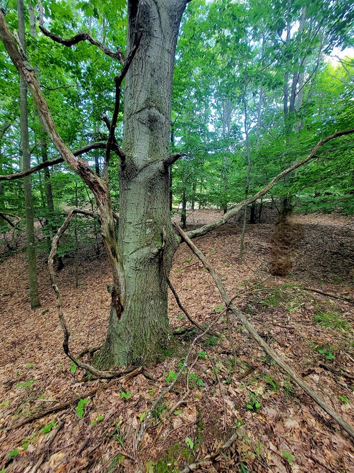 Homes for sale in Arcadia, MI | Maxey Rd, Arcadia, MI 49613 | MLS# 70492384