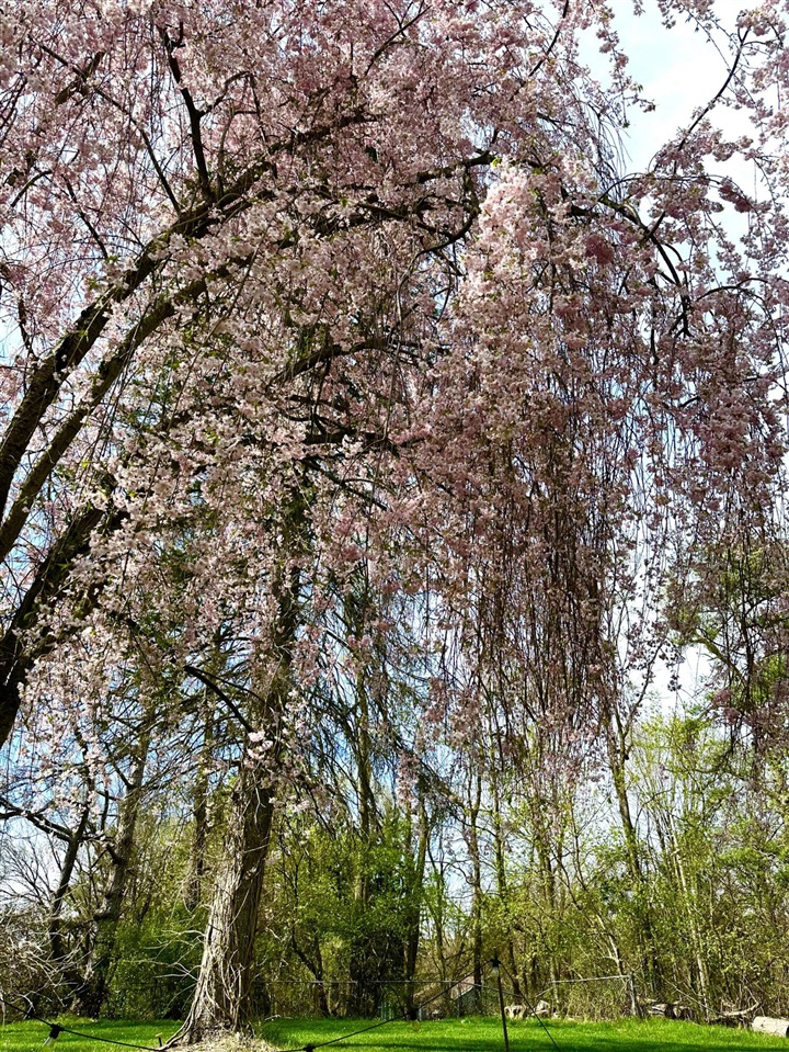 Homes for sale in Chelsea, MI | 18315 Cavanaugh Lake Rd, Chelsea, MI 48118 | MLS# 70492529