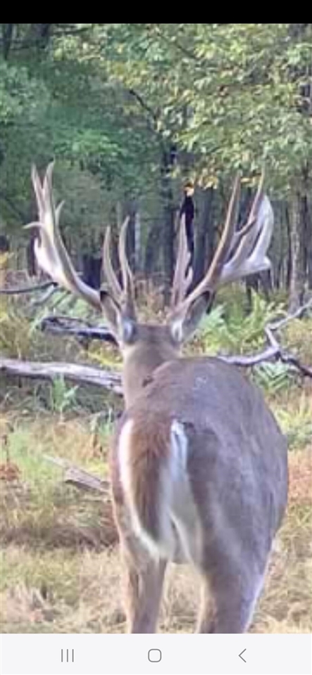 Homes for sale in Bitely, MI | 9283 Willow Rd, Bitely, MI 49309 | MLS# 70495135