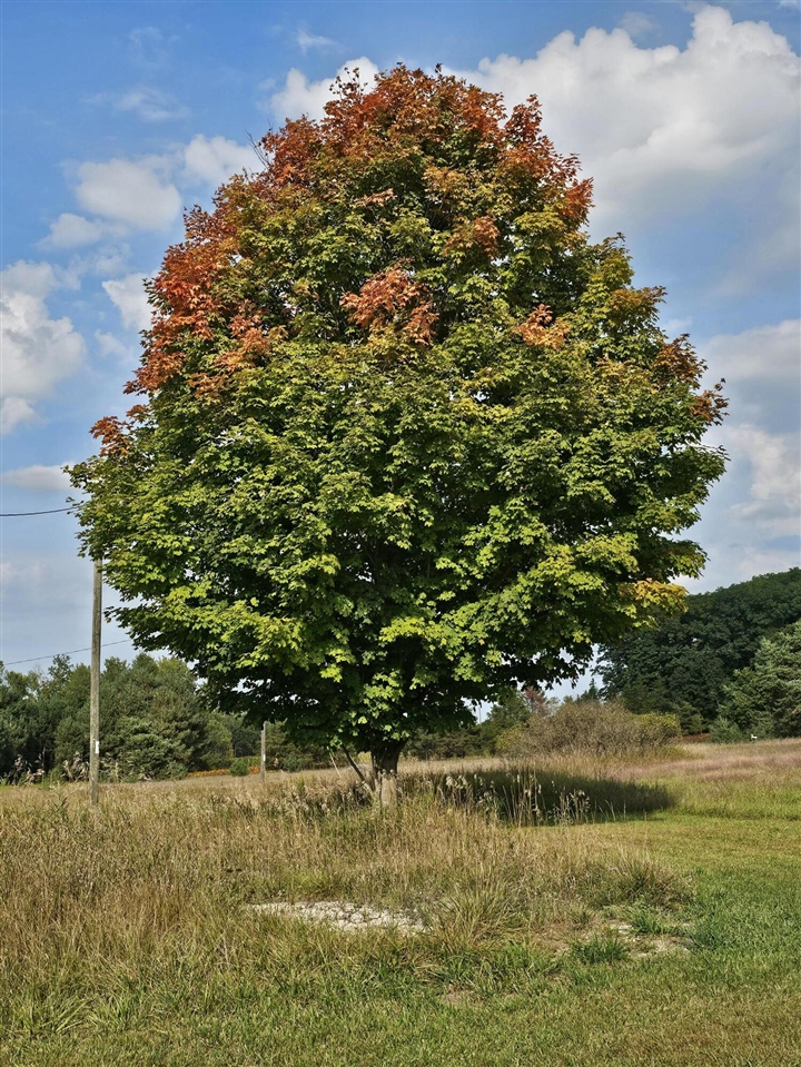 Homes for sale in Kaleva, MI | 15410 Johnson Rd, Kaleva, MI 49645 | MLS# 70495419