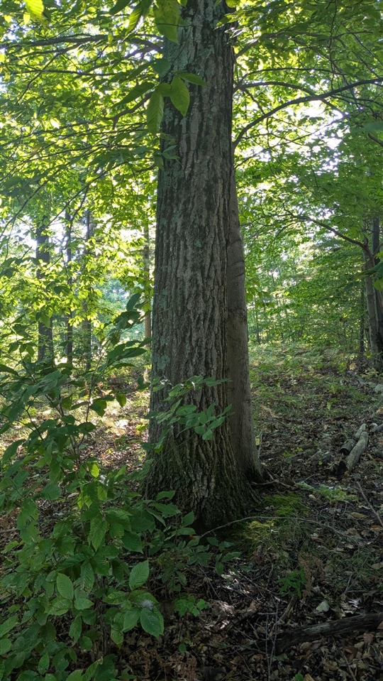 Homes for sale in Onekama, MI | Maidens Rd, Onekama, MI 49675 | MLS# 70495905