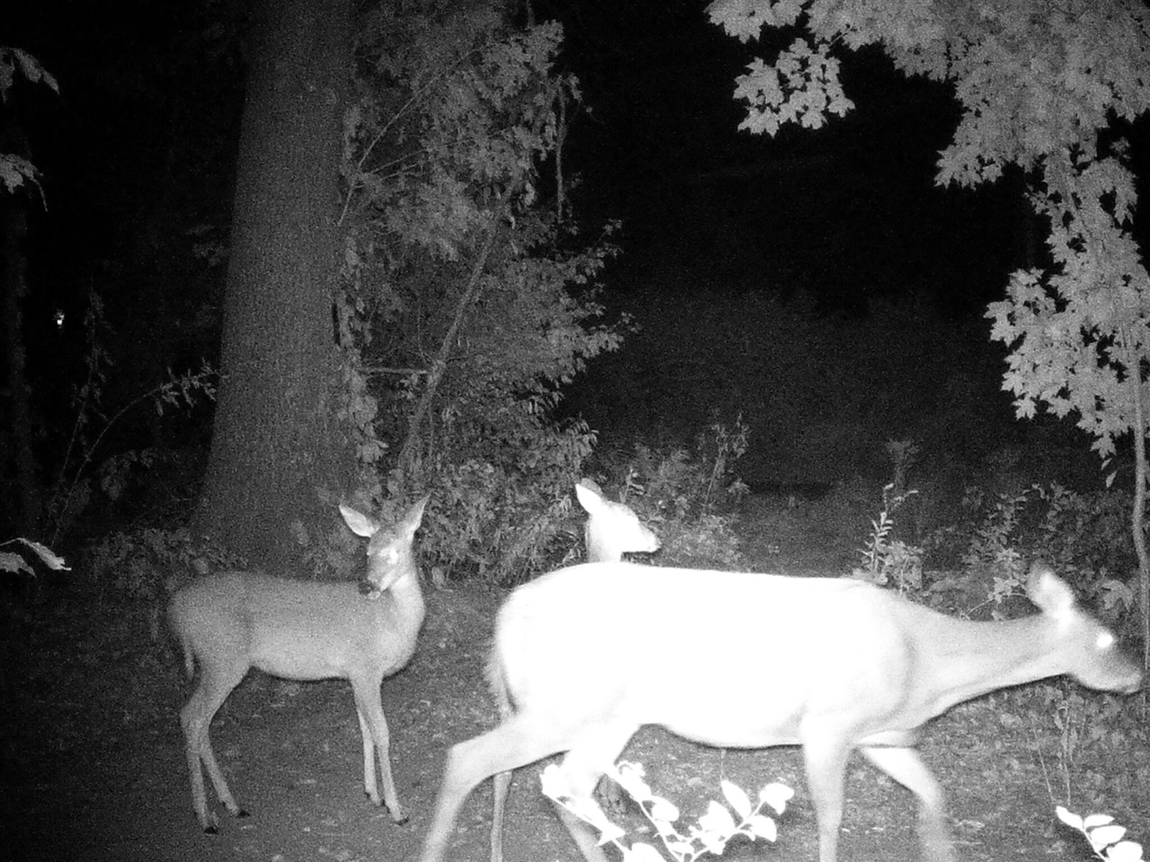 Homes for sale in South Haven, MI | 5106 105th Ave, South Haven, MI 49090 | MLS# 70498267