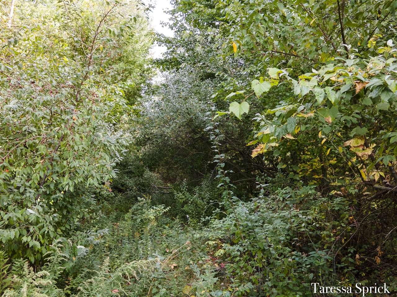 Homes for sale in Fennville, MI | V/L 56Th St, Fennville, MI 49408 | MLS# 70499238