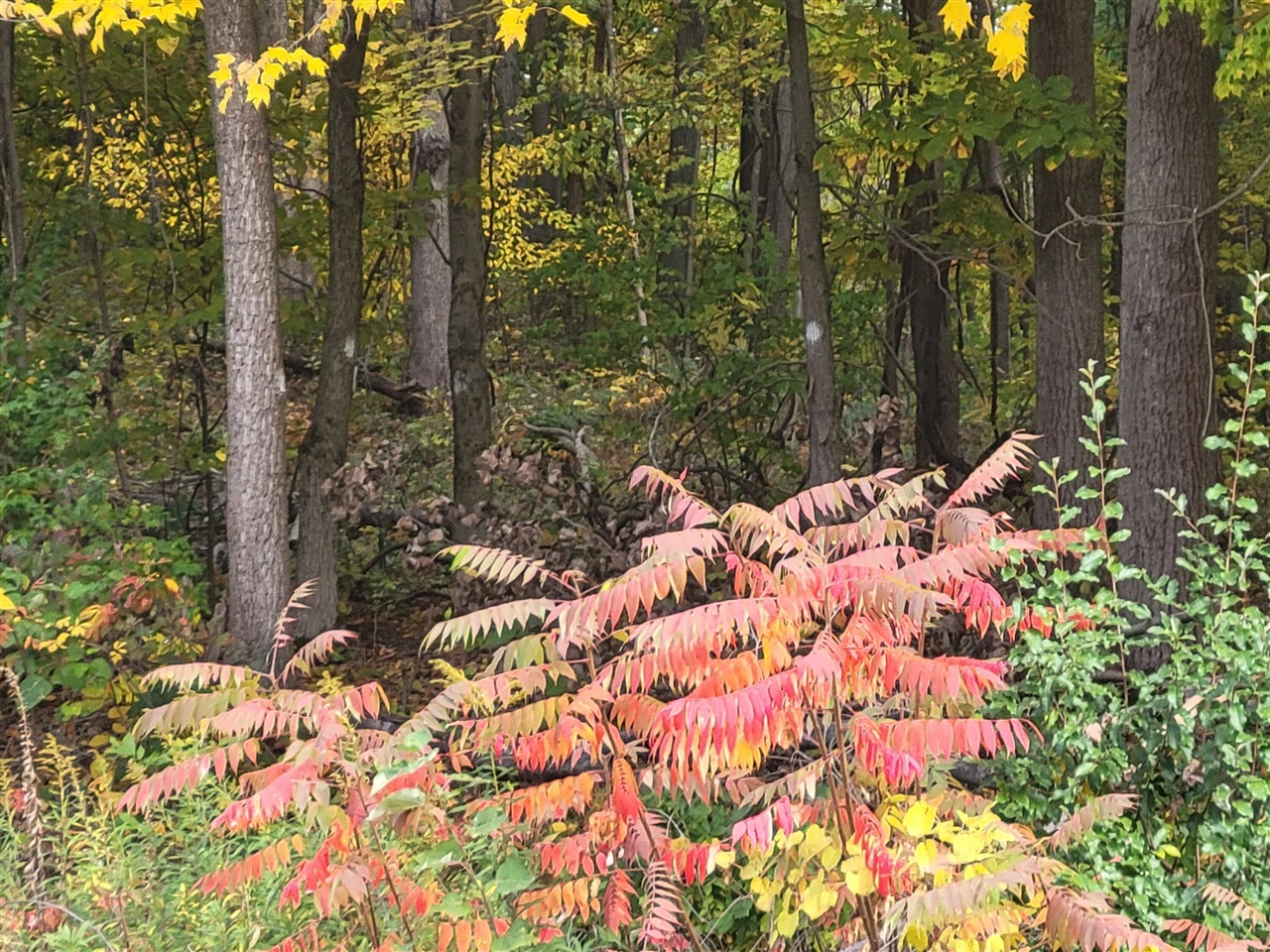 Homes for sale in Lawton, MI | 74066 Ridgeway Dr, Lawton, MI 49065 | MLS# 70502038