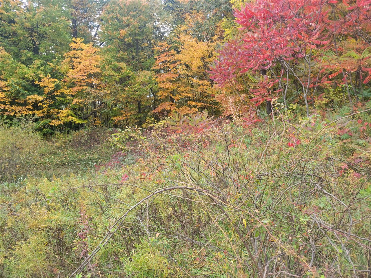 Homes for sale in Lawton, MI | 74032 Ridgeway Dr, Lawton, MI 49065 | MLS# 70502040