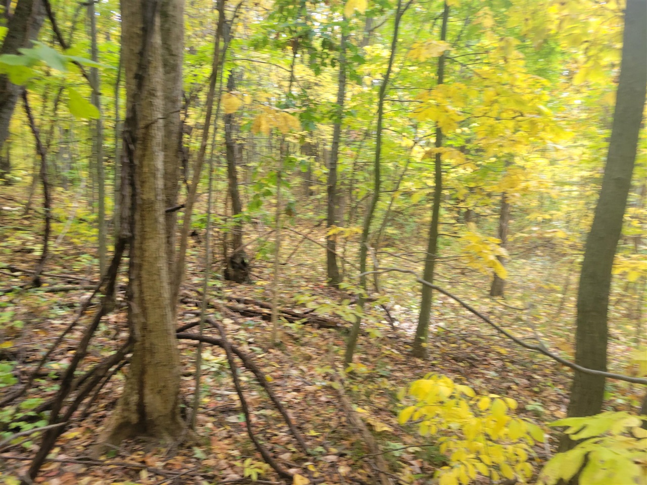 Homes for sale in Lawton, MI | 74032 Ridgeway Dr, Lawton, MI 49065 | MLS# 70502040