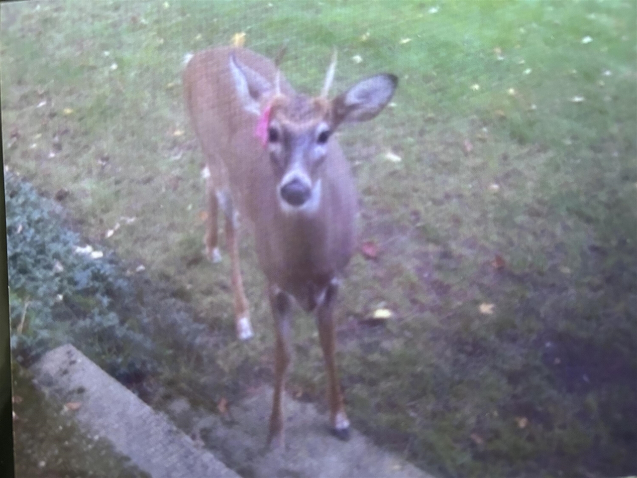 Homes for sale in Bitely, MI | 3866 E 14 Mile Rd, Bitely, MI 49309 | MLS# 70502049