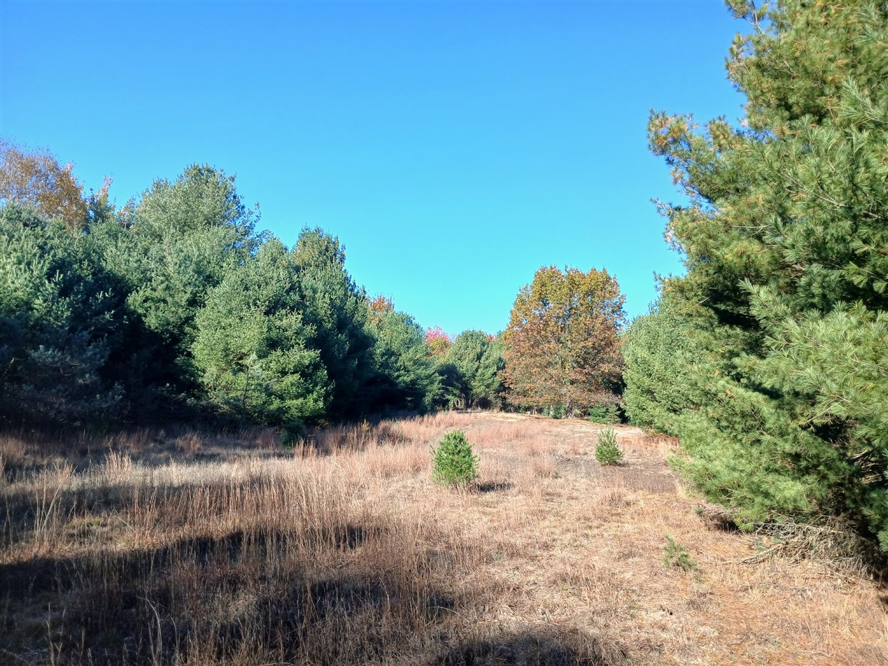 Homes for sale in Pentwater, MI | W Branch St, Pentwater, MI 49449 | MLS# 70502197