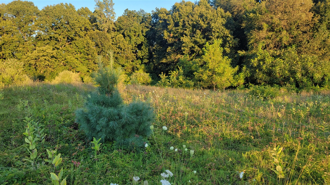 Homes for sale in Paw Paw, MI | 44702 56th Ave, Paw Paw, MI 49079 | MLS# 70503133