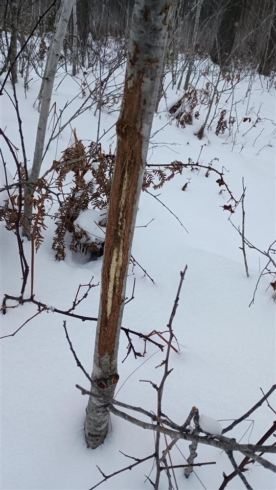 Homes for sale in Free Soil, MI | V/L 118A Townline Rd, Free Soil, MI 49411 | MLS# 70506896