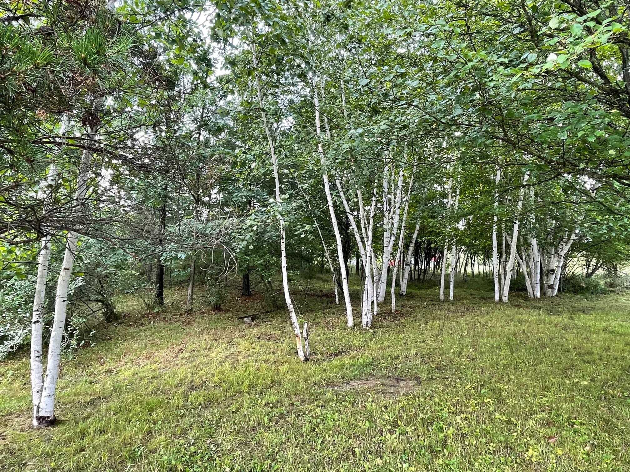 Nestle your camper among these beautiful Birch Trees.  Beautiful location for camping or building.   1/3 acre surrounded with log homes and wide open spaces.  Lot has electric and drive only.  Adjacent to a commons area on right.  Perfect location for building and not being on top of your neighbors.  You will be required to apply for permit and hook up to sewer system by January 2023 to camp.  Ownership provides access to an 18 hole golf course , restaurant/pub, fitness center, indoor heated pool, tennis/bocce ball courts, chalet/sledding hill, walking (nature) trails, activity bldg, storage area, 2 all sports lakes, Lk Lancer/Lancelot, 15 beach clubs (5 with beach/bath house). Or fly to/from Sugar Springs off a 3500ft well maintained grass airpark.   www.airnav.com   5M6.    ALL just 2-1/2 hours from Detroit!