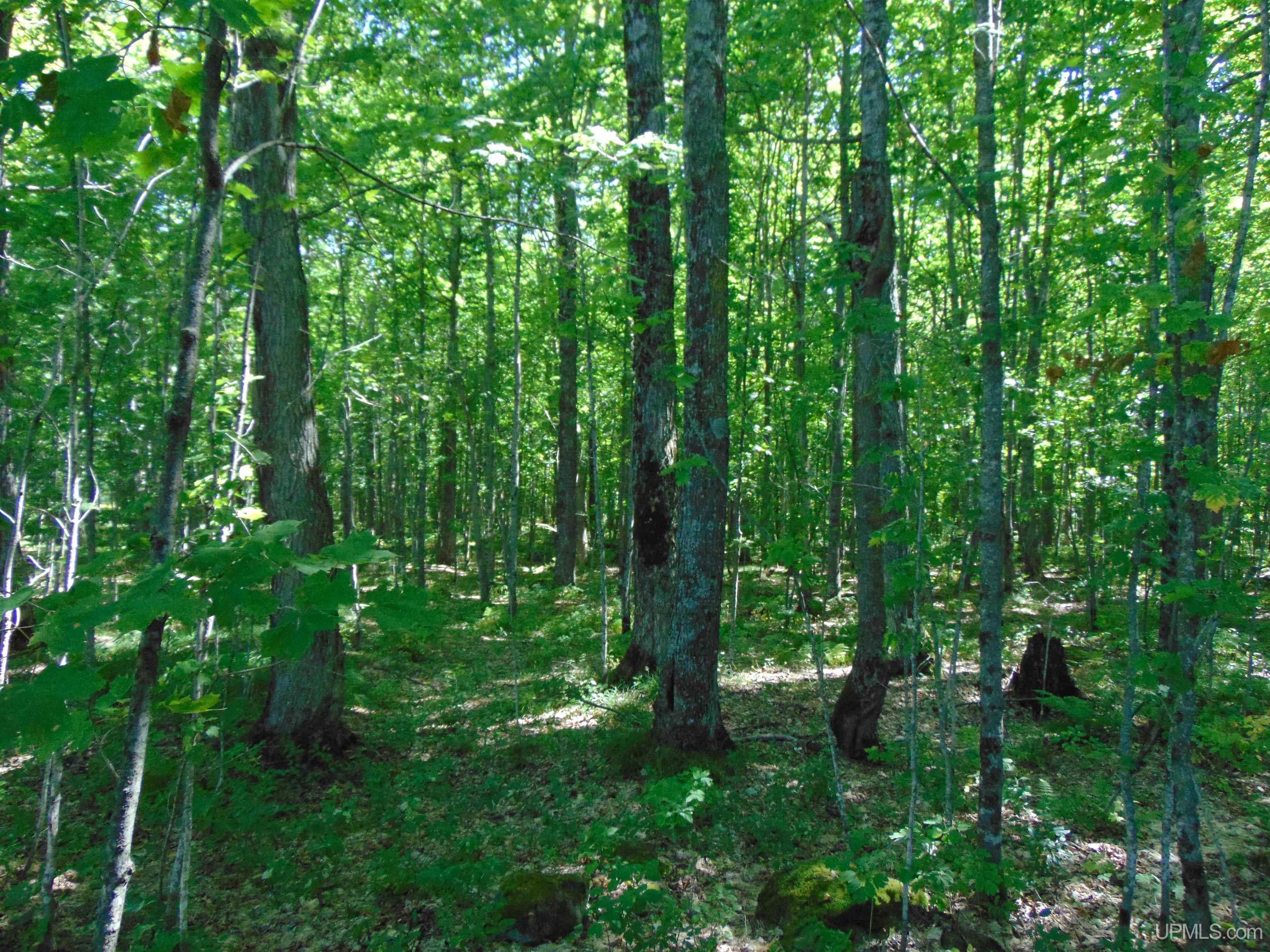 TBD Lot L Wildwood Lake Rd