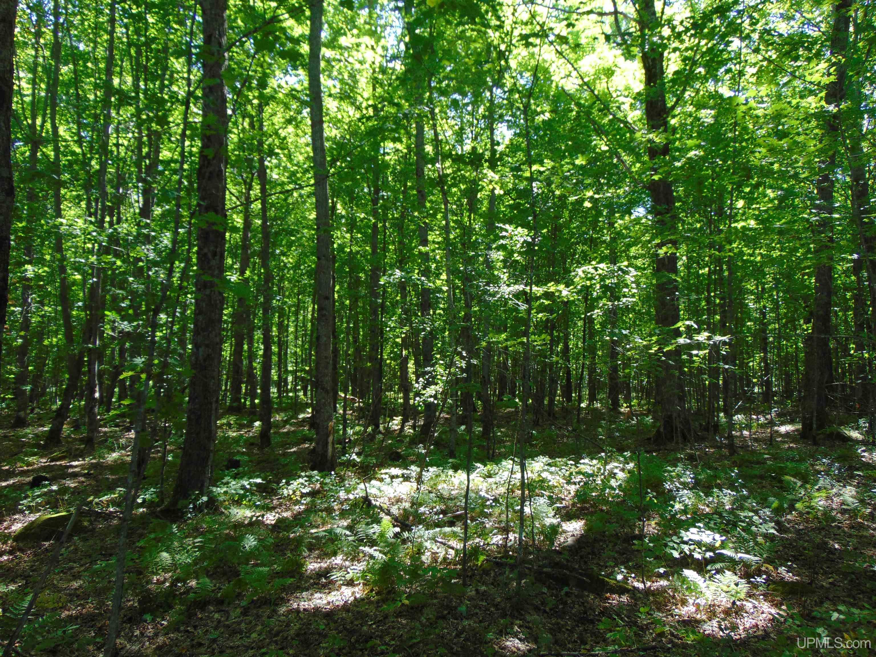 TBD Lot L Wildwood Lake Rd