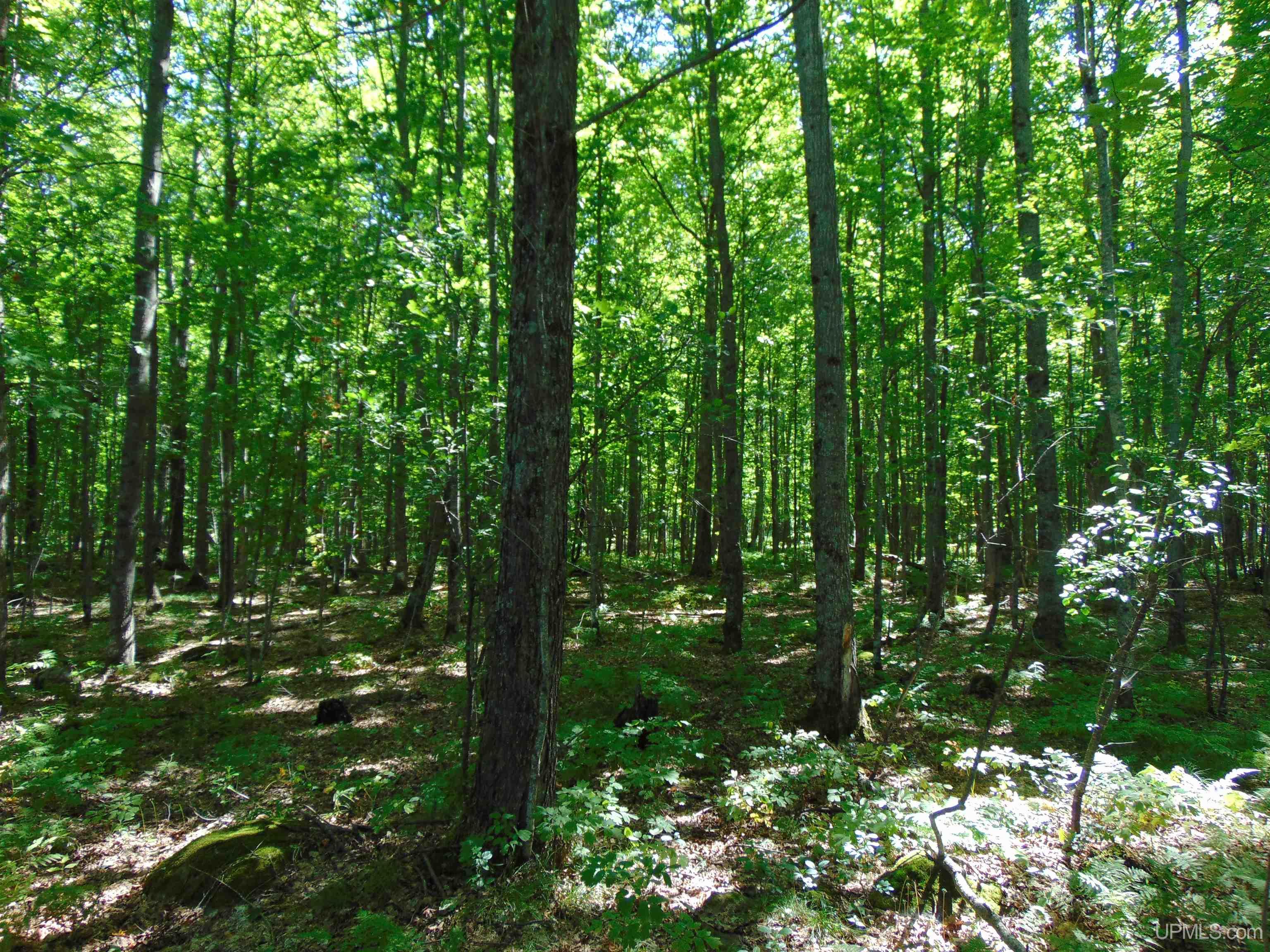 TBD Lot L Wildwood Lake Rd